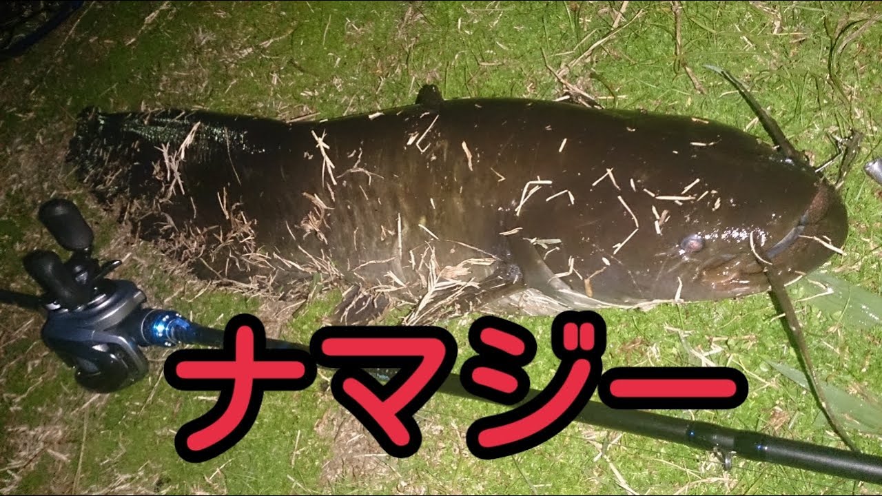 ナマズ釣り ルアーフィッシング 初冬11月下旬の鯰釣り Youtube ナマズ釣り ルアーフィッシング 初冬11月下旬の鯰釣り Youtube