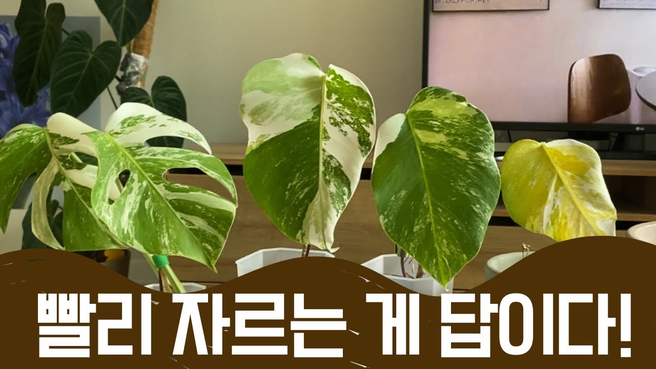 몬스테라 알보 다 잘라버려 | 번식시키는 모든 과정을 담았습니다😎