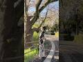 着物でお花見 #多岐川舞子#幸せめぐり#演歌#着物#桜#日本の春#japan