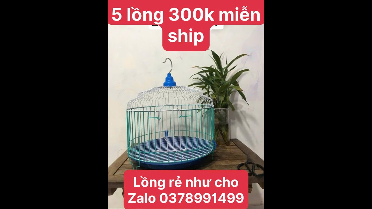 LỒNG NUÔI CHIM CU GÁY || DÙNG LỒNG GÌ THUẦN BỔI HAY LUÔI CẢNH