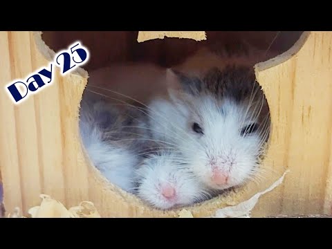 ロボット hamsters Axlon Hamster Robot - The Old Robots Web Site