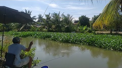 Câu đài sông tự nhiên đụng cá tra kéo xém gãy cần/Lê Lên vlog #fishing