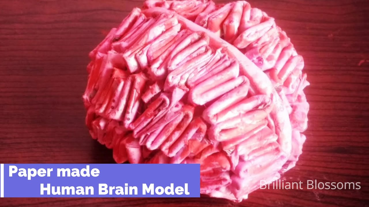 How To Make Human Brain Model Using Newspaper First Time In Youtube Brain Models Human Brain Human
