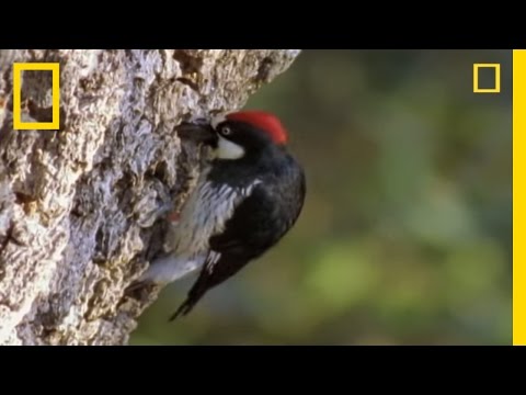Woodpeckers vs. the World | National Geographic