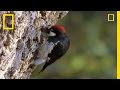 Woodpeckers vs the world  national geographic