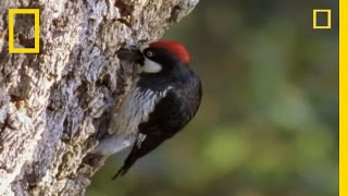 Woodpeckers vs. the World | National Geographic screenshot 1