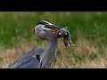 Two Toes the Heron catches gophers