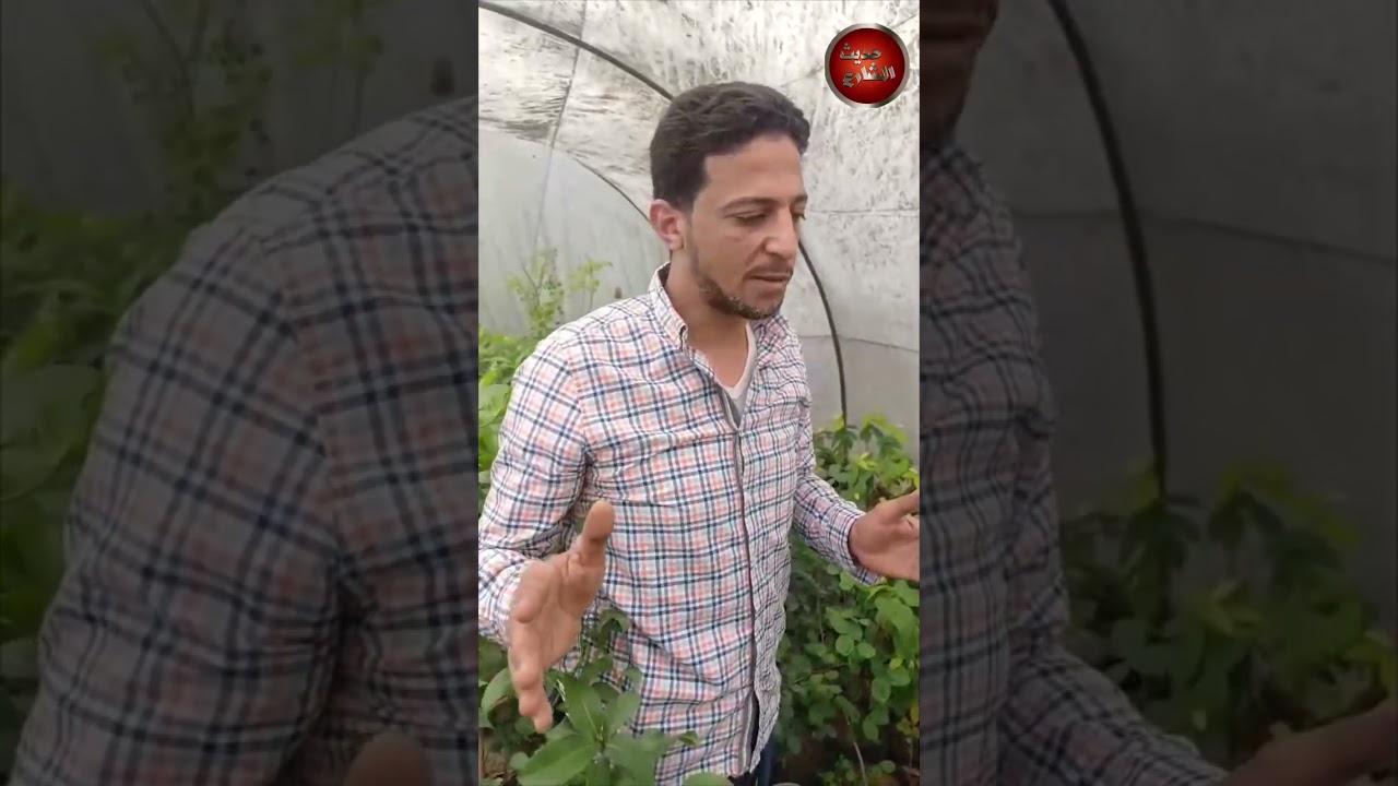 الكيلو بـ 3000 جنيه..  في مشاتل الشرقية يزرعون فاكهة نادرة تساعد علي علاج العديد من الحاجات