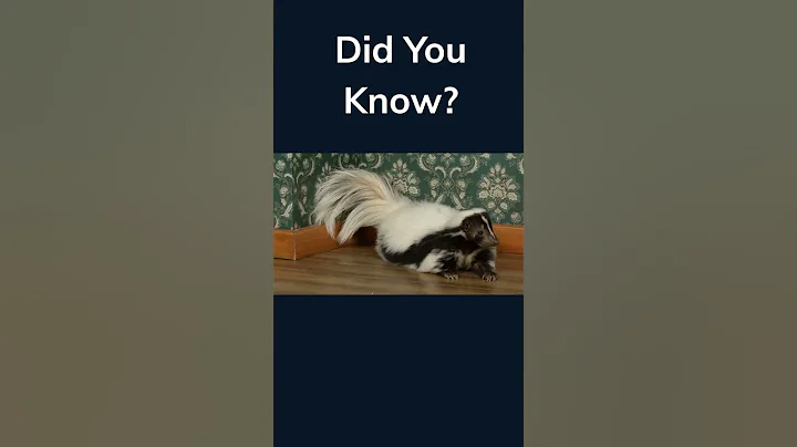 Skunk #facts