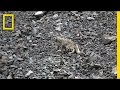 Snow Leopard Conservation and Research
