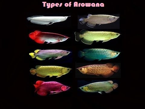 Most expensive arowana fishes - YouTube