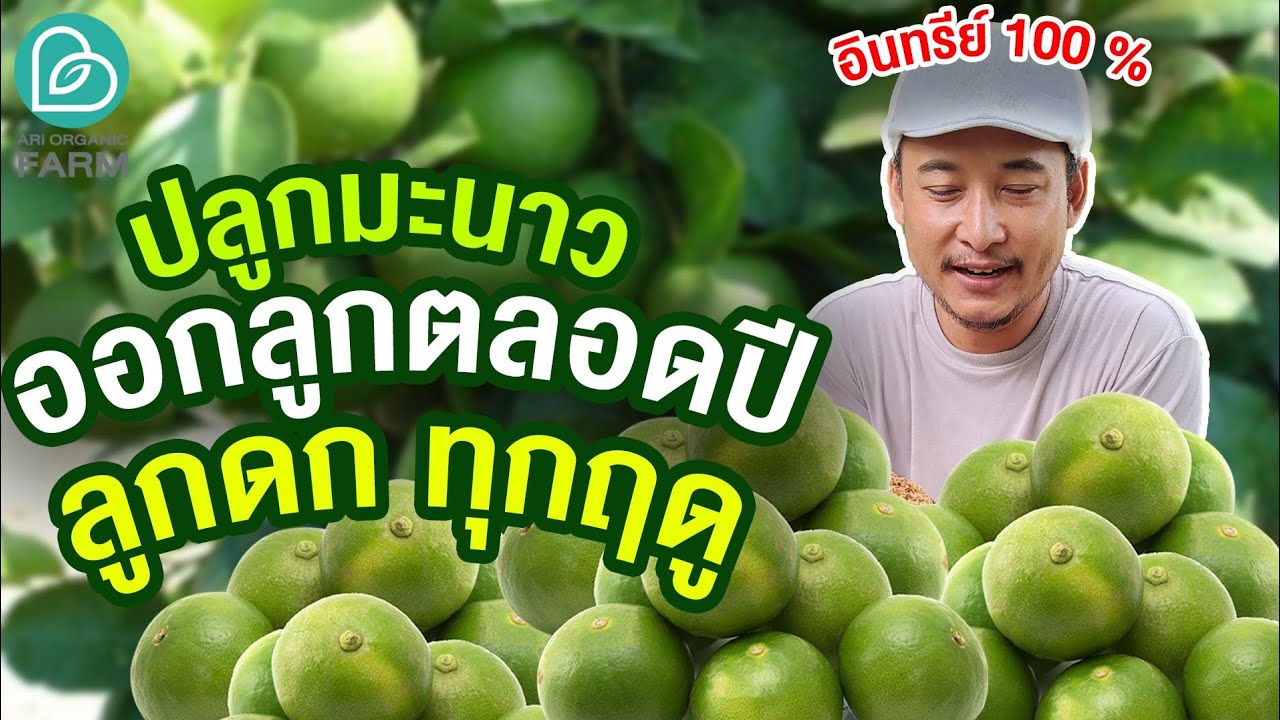 ปลูกมะนาวอินทรีย์ ลูกดกออกลูกตลอดปี ปลูกมะนาวพันธุ์ไหนดี คลิปนี้มีคำตอบ