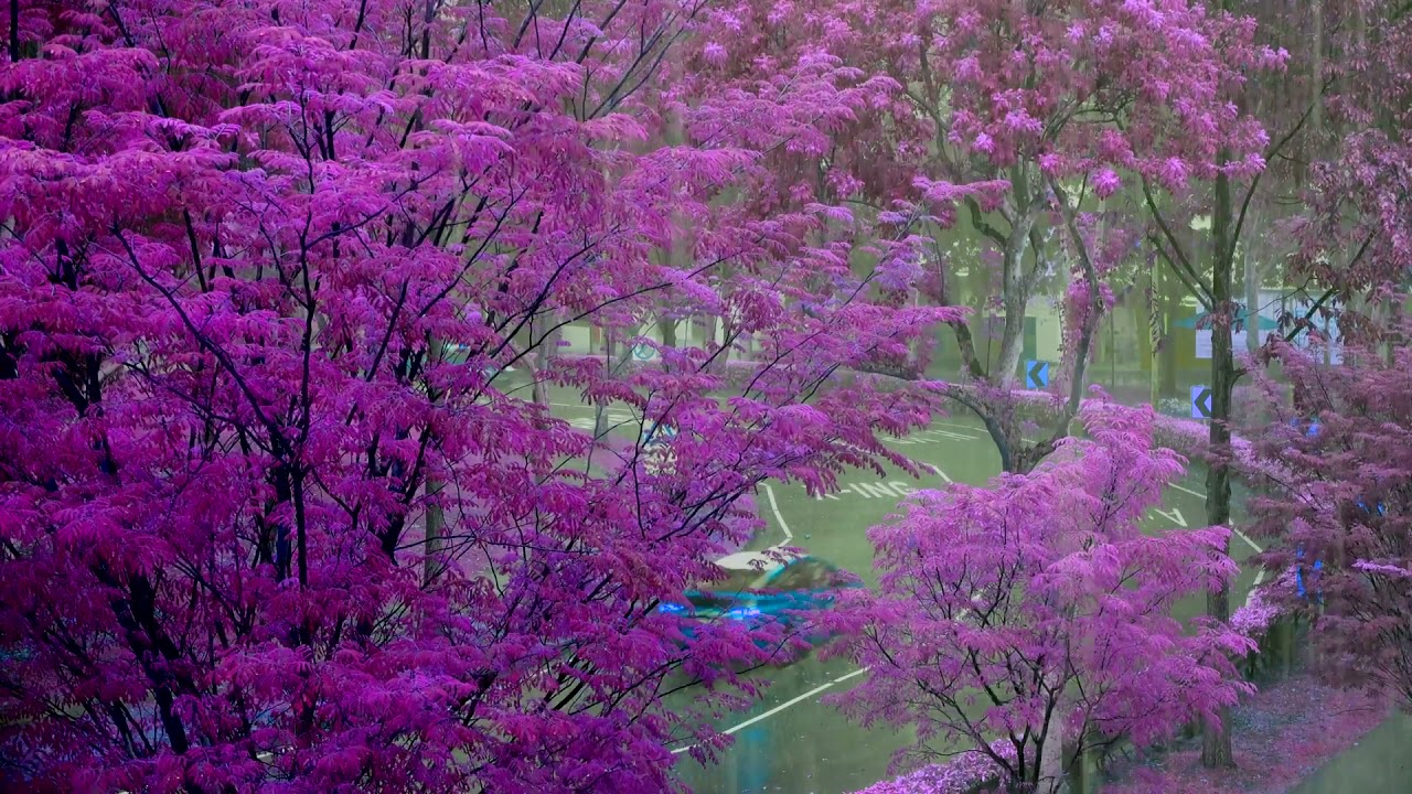 Sakura Rain Nature Sound - Sleep Study Meditate 4 hrs