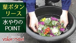 お正月寄せ植えに挑戦 Valor Navi バローナビ