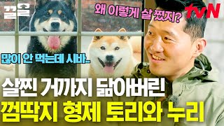 전원주택에서 맘껏 뛰어다니는 토리와 누리 그럼에도 불구하고 이 형제가 이토록 뚠뚠해진 이유는?! (건강 이상 아닙니다ㅋㅋ) | 고독한훈련사