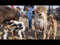 FEIRA DE OVINOS, CAPRINOS E SUÍNOS DE CARUARU PE 20/09/2022