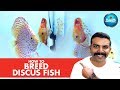 HOW TO : Breed Discus Fish || Successfully at Home || Discus Fry