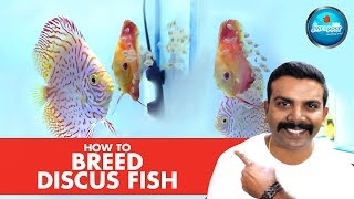 HOW TO : Breed Discus Fish || Successfully at Home || Discus Fry