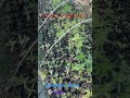 How to make chandan (santalum album)#plantation #chandan #santalum album