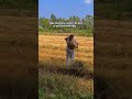 Đổi nhạc cái đổi đời luôn 😆 #animalfarming #funny #easyfarming #diyprojects #giadinh #agrifuture