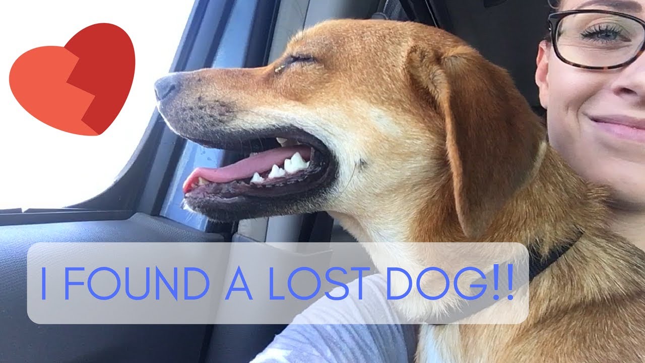 I FOUND A LOST DOG! :( - YouTube
