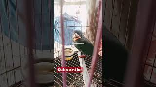 Tengkek Buto suara kuntilanak❗ #birds #burungtengkekbuto