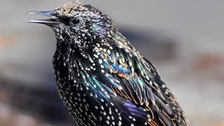 Starling birds variety of sounds | European starling sounds | Starling skills with sounds