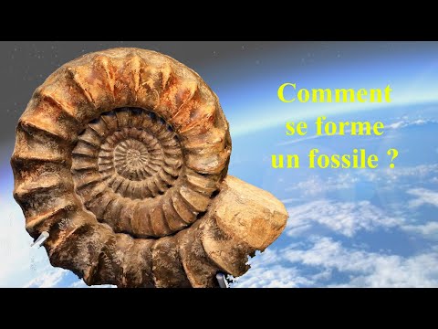 Vidéo: Quelles parties d'un organisme se fossilisent habituellement pourquoi ?
