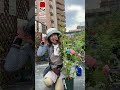 夏剪定（つるバラやシュラブ）考え方　#shorts #ショート #相原バラ園 #バラ栽培 #バラの夏剪定