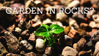 How to grow a garden in rocky soil