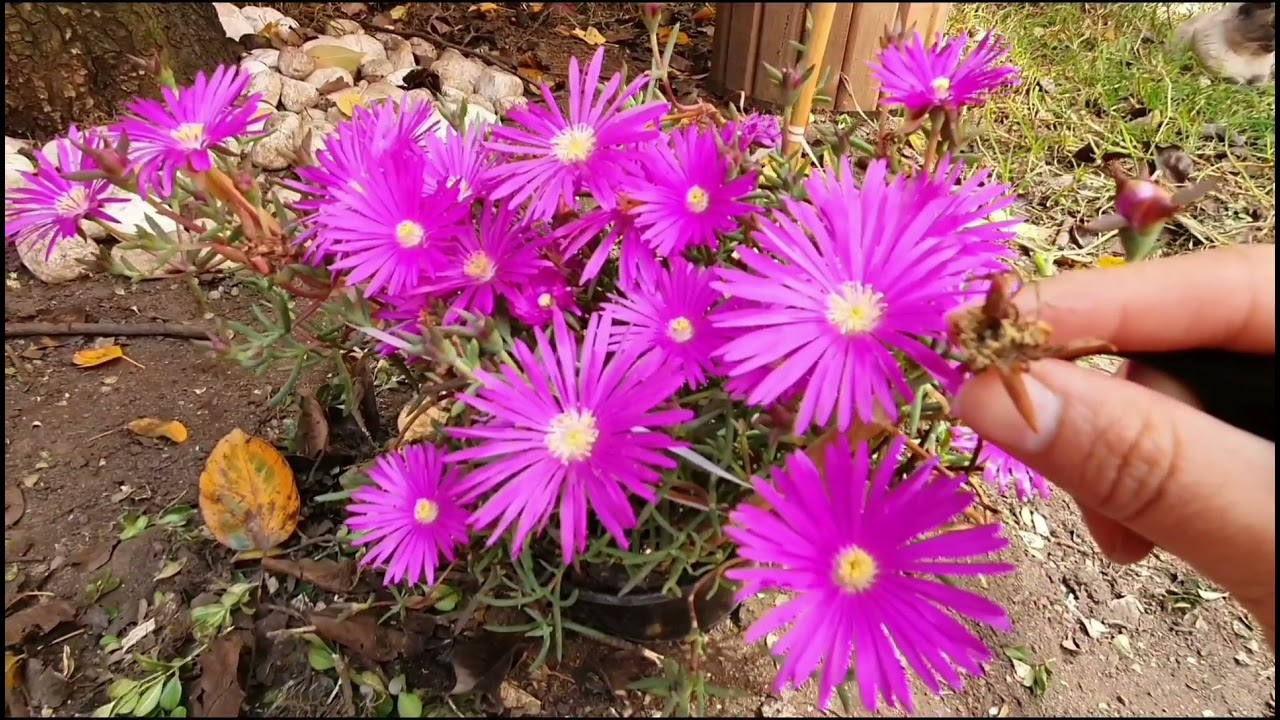 CUIDADOS del Rayito de sol (crespinillo, mesen, uña de gato)