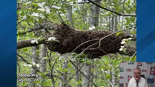 It’s Bee Swarming Season