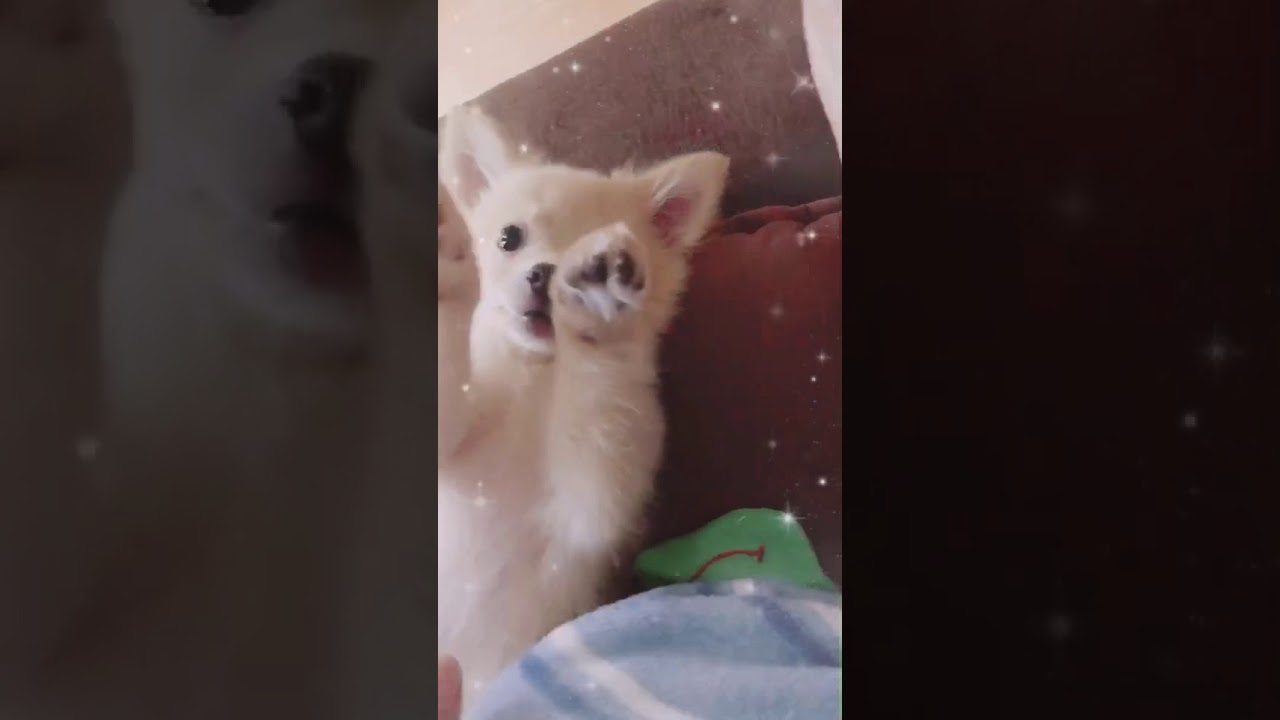 子犬 ポメチワ 3ヶ月 YouTube