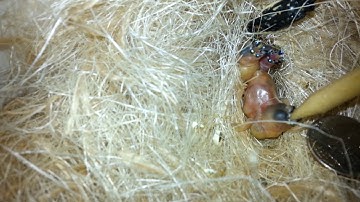 Documentary: Hand feeding day 1  finches
