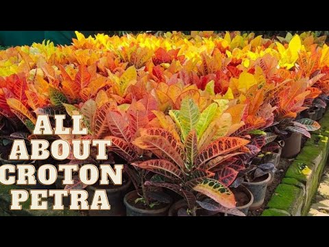 Video: Croton - Värvi Hiilgus Aknal