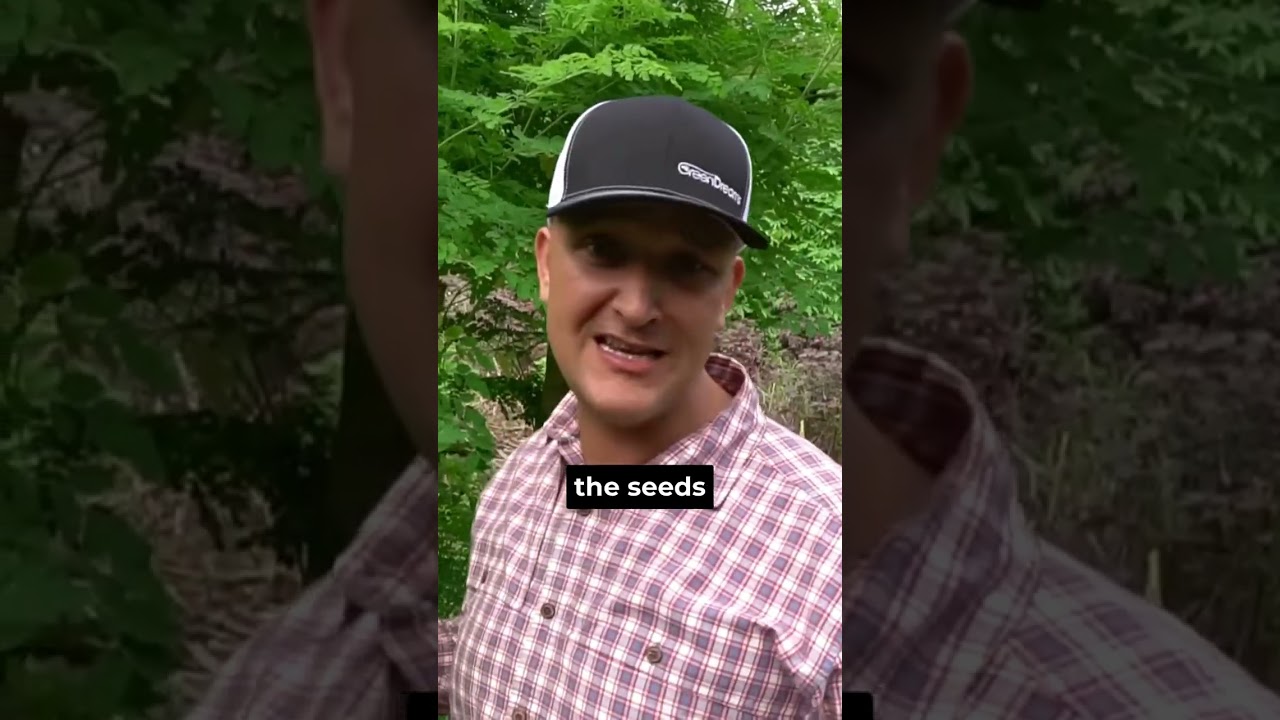 Moringa- 17 Times More Calcium Than Milk