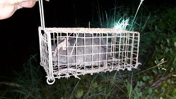 Bẳy chuột cống nhum dính cũng thấy ham |@Tuấn anh nguyễn