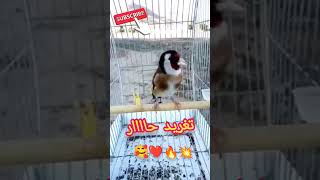 goldfinch_song birdsounds shortsvideo funny amazing chardonneret shorts viral