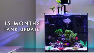15 Months Saltwater Reef Tank Update - Corals and Fish | Waterbox Cube 20