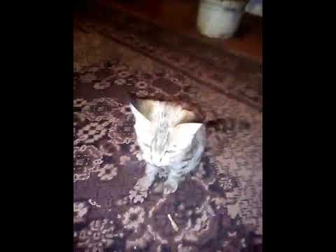 Мій котик Мурчик