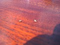 Live woodworm  these are live woodworm beetles  the common furniture beetle