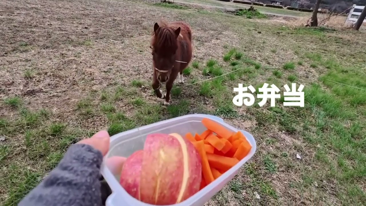 ロッキーと牧場の仲間たち、北海道から来た子たちは、リンゴ🍎食べません