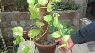 How to Grow Money Plant in Water Bottle | Indoor Money Plant Care | October-2016 (Urdu/hindi)