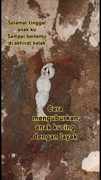 Kucing mati dan cara menguburkan nya #shortsviral #cat #shorts