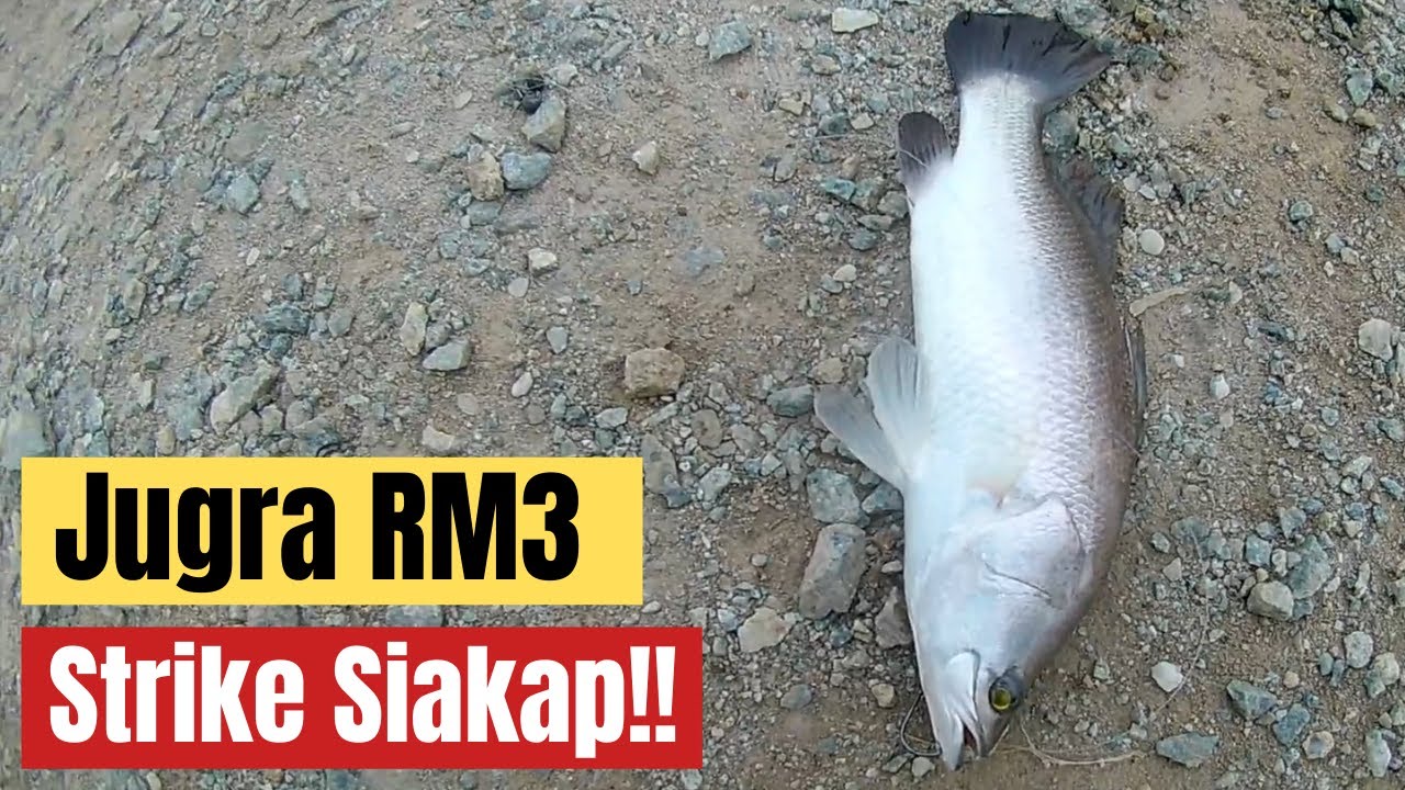 Mancing Kolam RM3 Jugra Banting Casting Siakap BARRAMUNDI