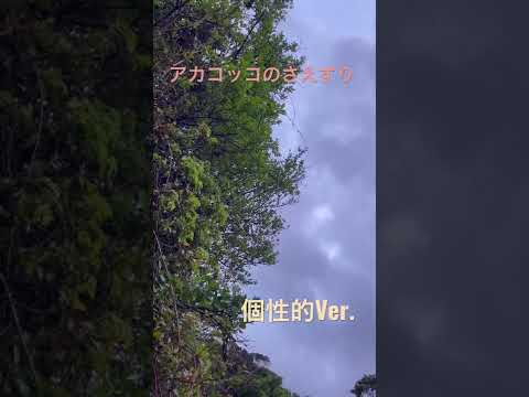 【野鳥】アカコッコのさえずり 個性的Ver.