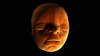 Face Development in the Womb - Inside the Human Body: Creation - BBC One