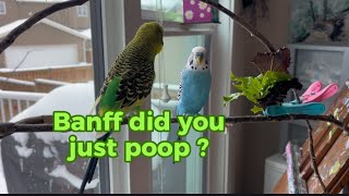 Pooping  & fighting  budgies Banff & Jasper #budgies #funnyanimals