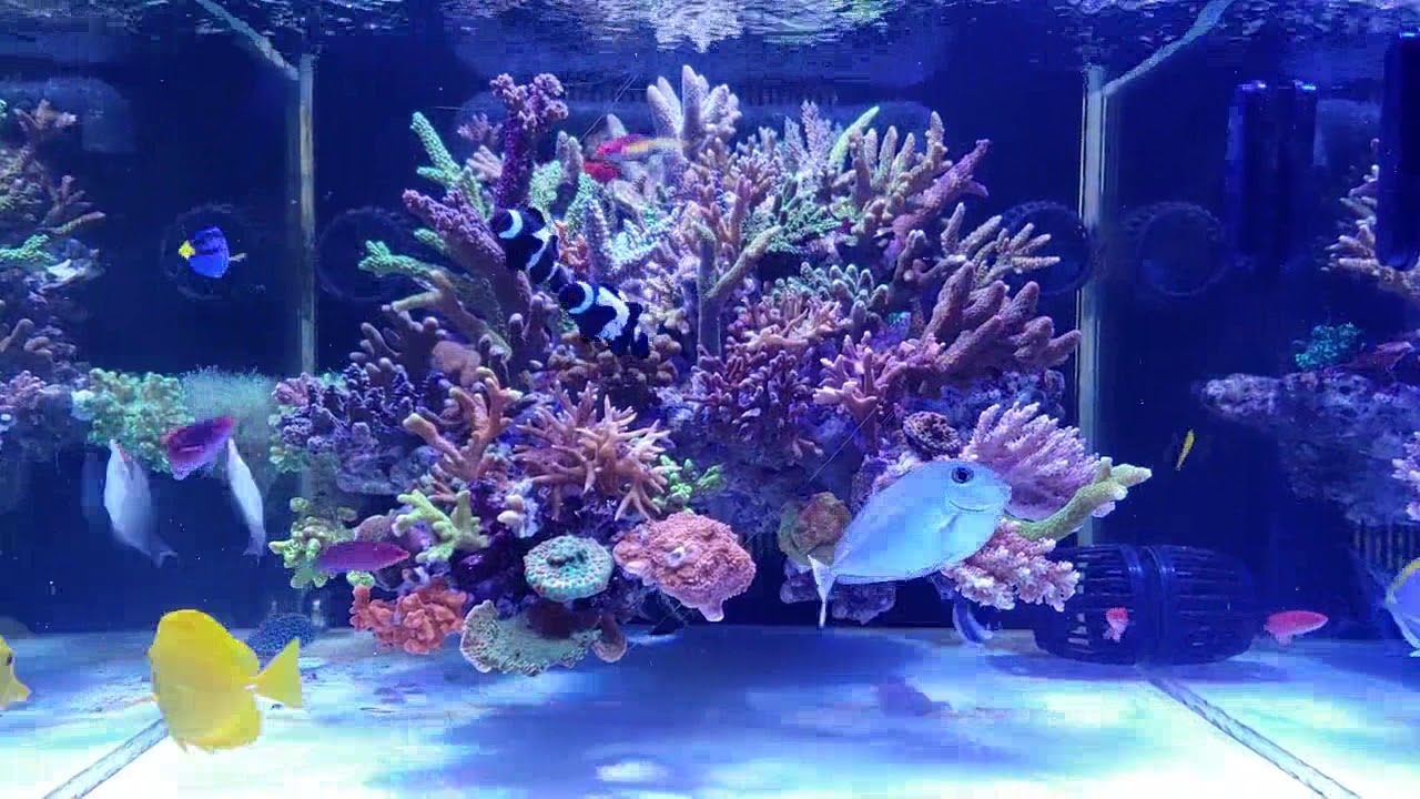 Floating Aquascape and Floating Reef with French angelfish (Pomacanthus