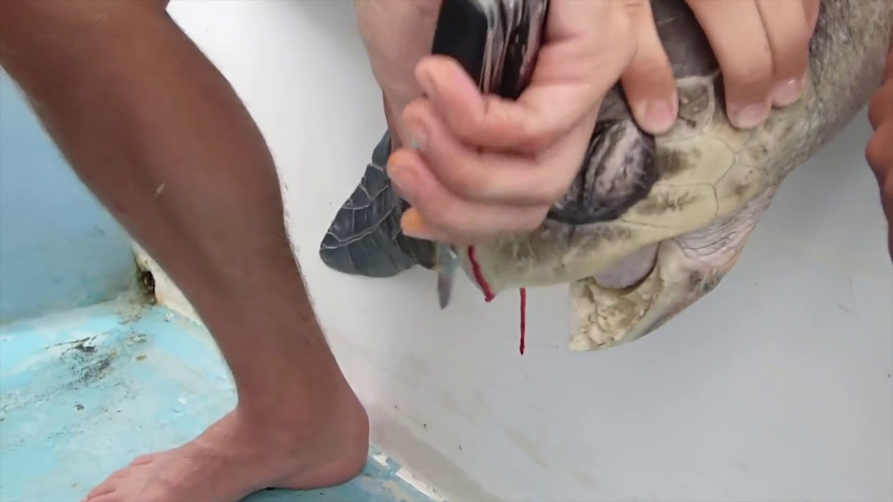 Plastic straw removed from turtle's nose by marine biologists in  heartbreaking video